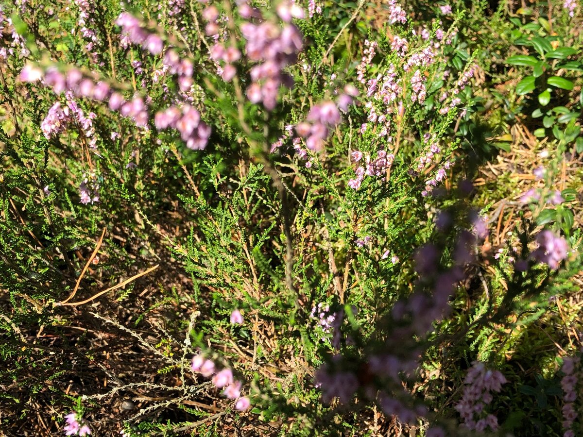 Цветет вереск