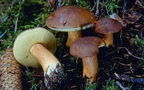 Картинка из интернета по запросу "польский гриб фото" 