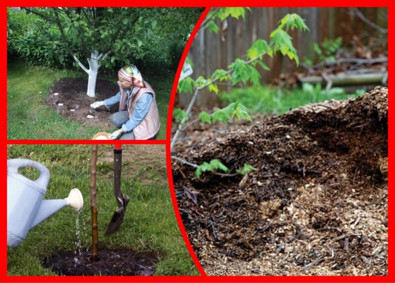 Подкормка деревьев