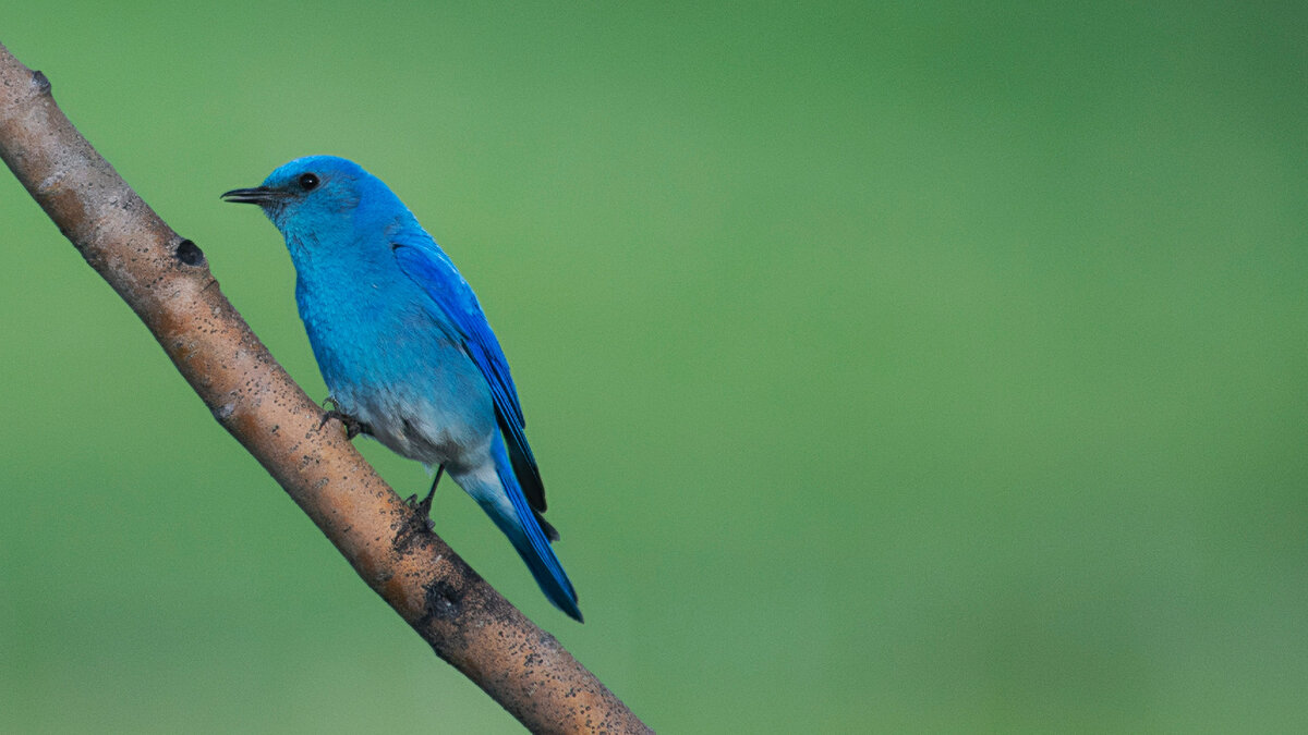 Синяя птица 2. Синяя певчая птица. Big Blue Bird. Симона Портанте Blue Bird.. Гай Маккой голубые птицы.