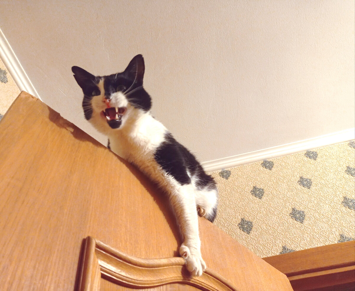 Геральт злобно ругается по-кисячьи на всех, кто занимается виктимблеймингом