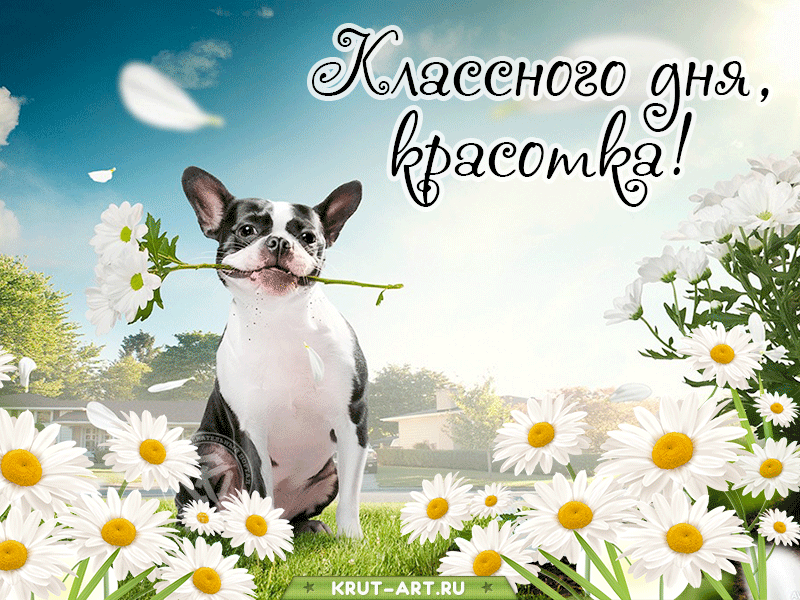 Смешная картинка хорошего дня подруге, маме, сестре, девушке, картинка с юмором, французский бульдог на поле ромашек желает отличного настроения