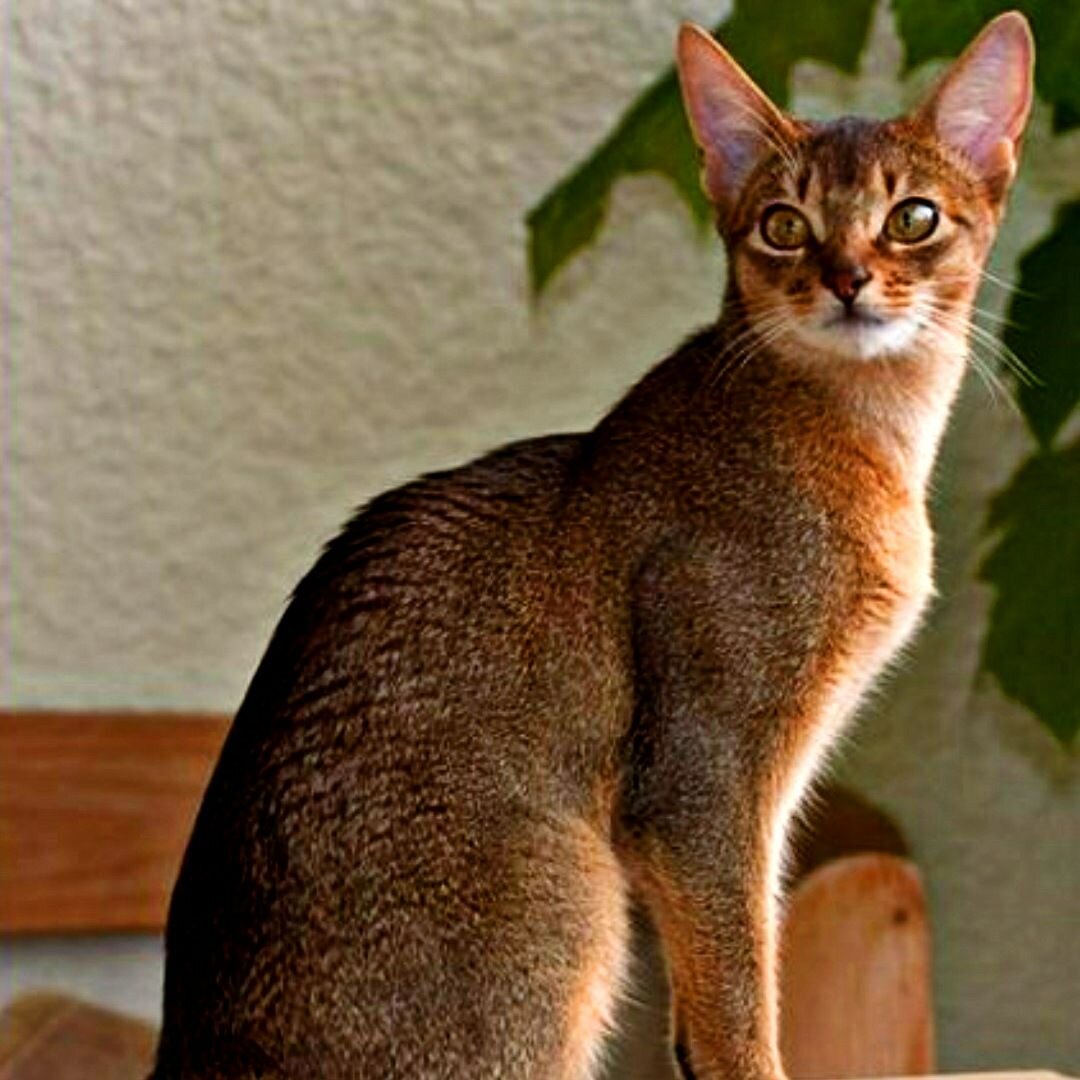 Обычная домашняя кошка