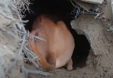 Разрыл  целый тунель в поисках добычи 😁