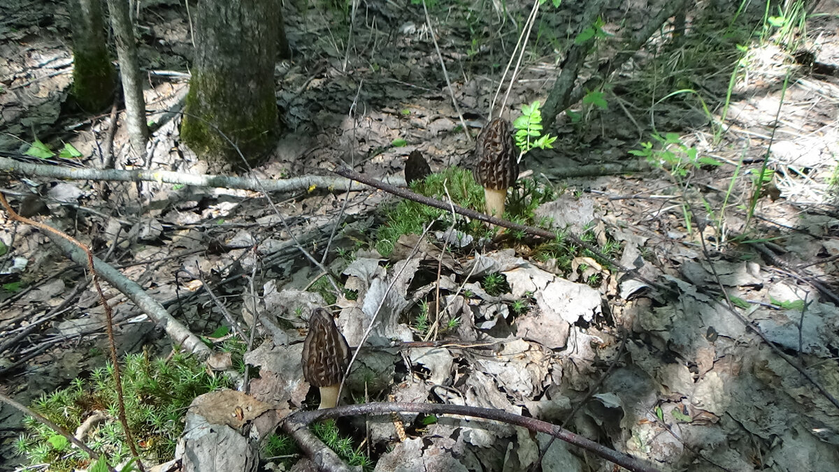 Сморчок конический. Morchella esculenta.