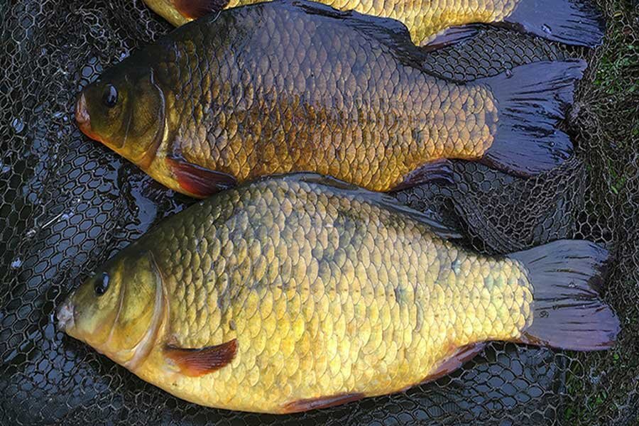fishlovlya.ru