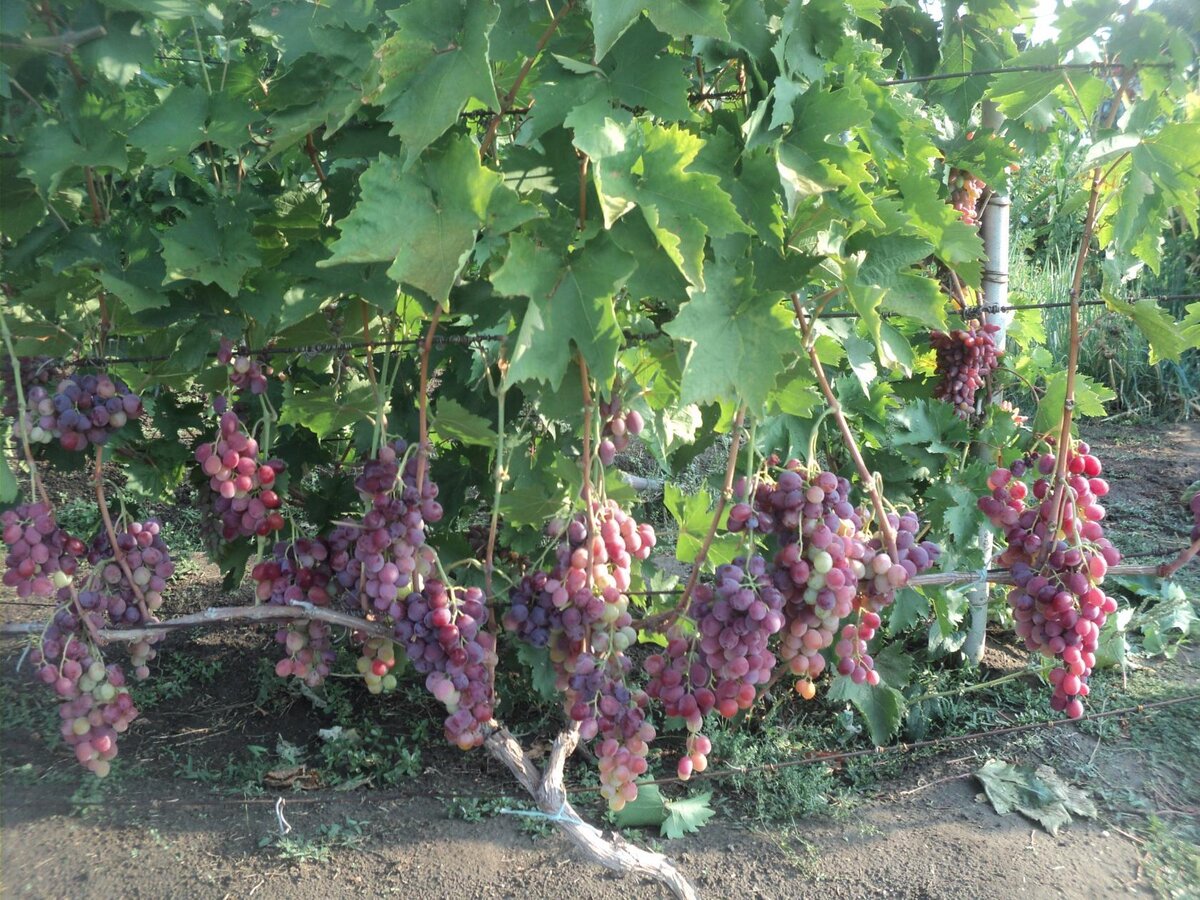 Ответ на реплику моего читателя.Обзор сортов винограда для Подмосковья.