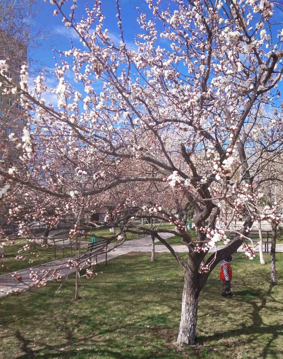 Цветение абрикосового дерева