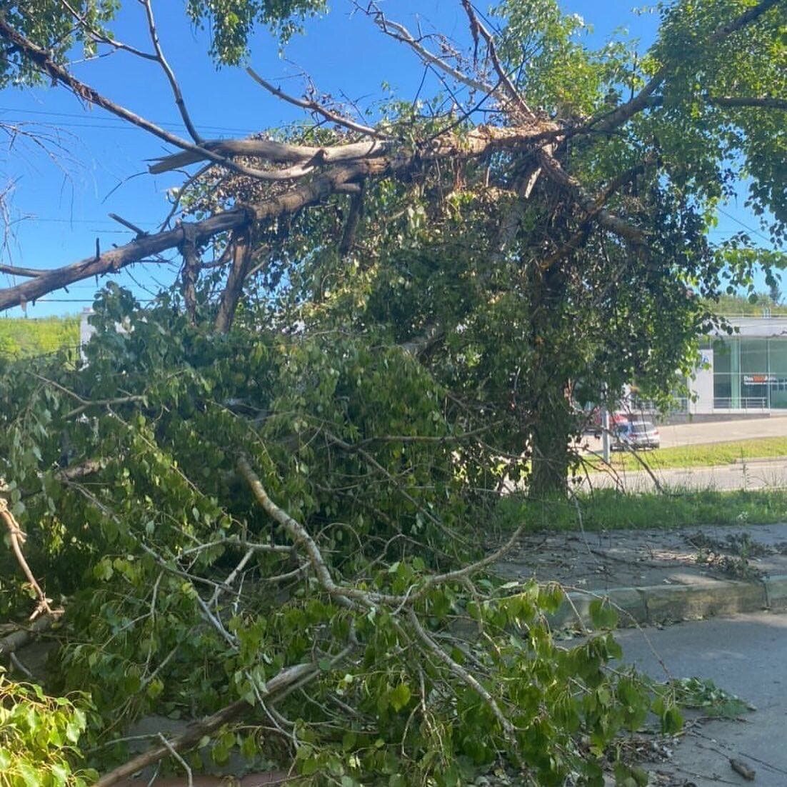 Вот например в прошлом году у нас летом был ураган, много деревьев упало в районе, конкретно это лежало на дорогу месяц. Случайно об этом узнал и его конечно же спилили
