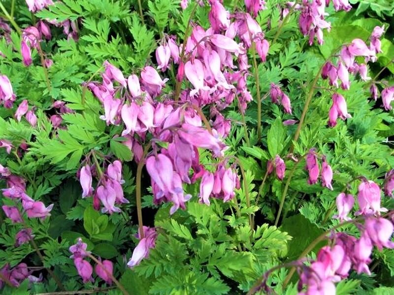 Дицентра исключительная розовая. Фото с сайта: https://clck.ru/bfnkJ.