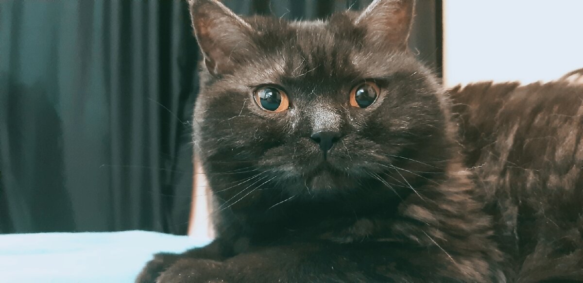 Кошкинья, которая всё понимает. Например, что она царица. 