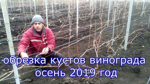 Обрезка кустов винограда, осень 2019 год