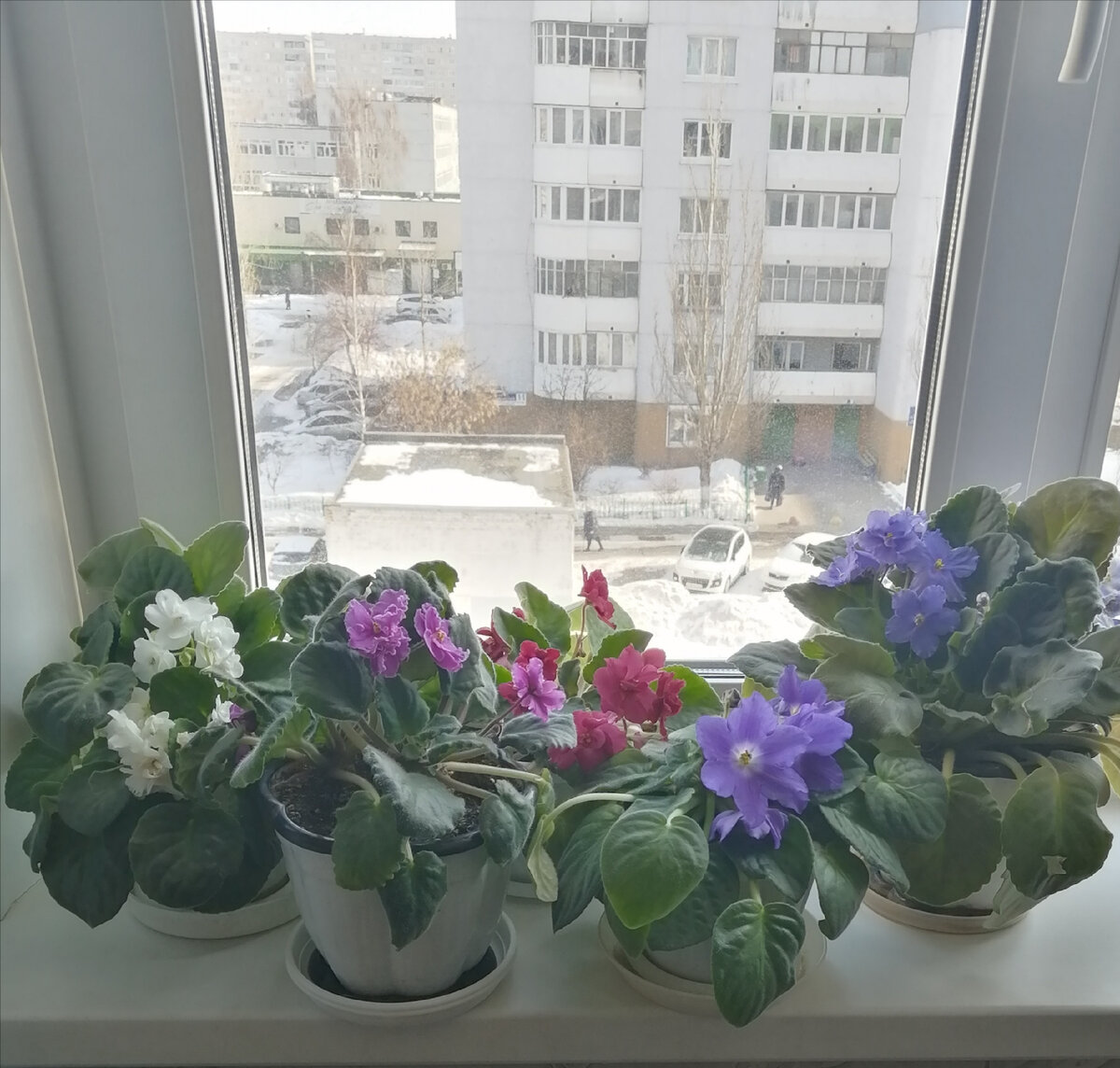 Дружное цветение фиалок в середине марта. 