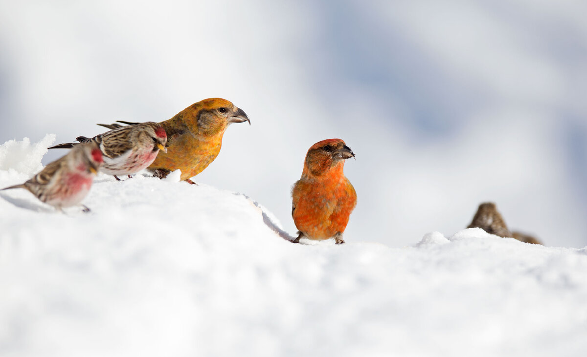 Клесты и чечётки