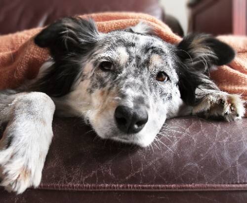 Лечение рвоты у собак - Ветеринарная клиника Vetstate