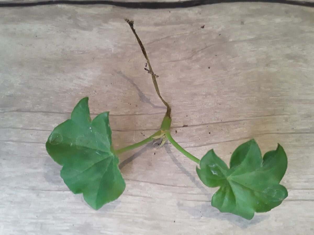 Черенок плющелистной пеларгонии может простоять месяц зеленым, а потом вот так разочаровать