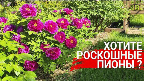 Хотите роскошные пионы - все тонкости посадки