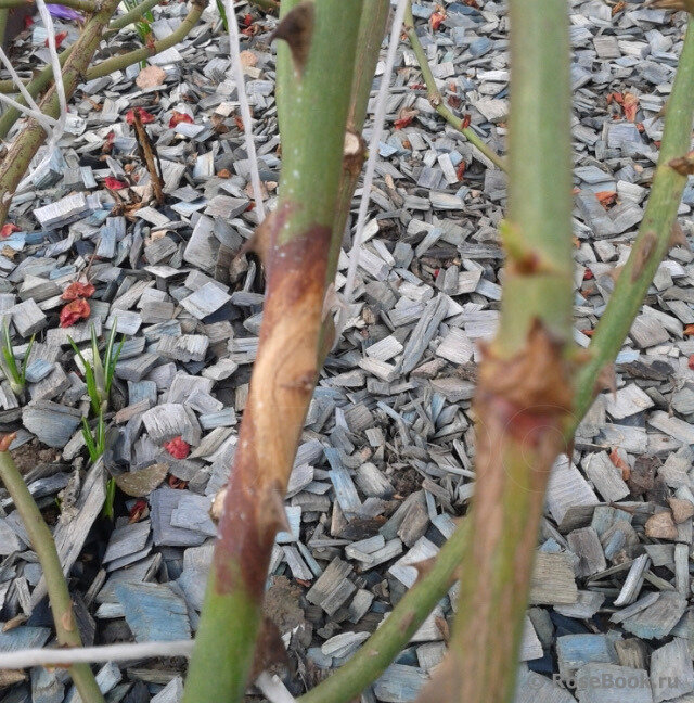 Фото из Розебук