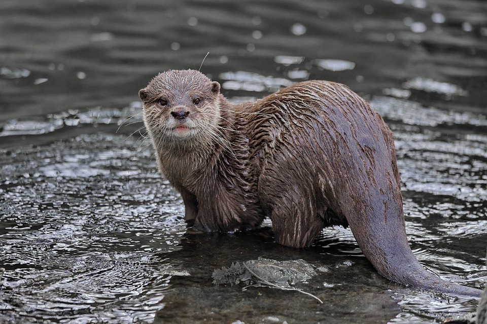 Выдра Водный аппарат. Куницеобразные. Small-clawed Otter. Asian Otter.