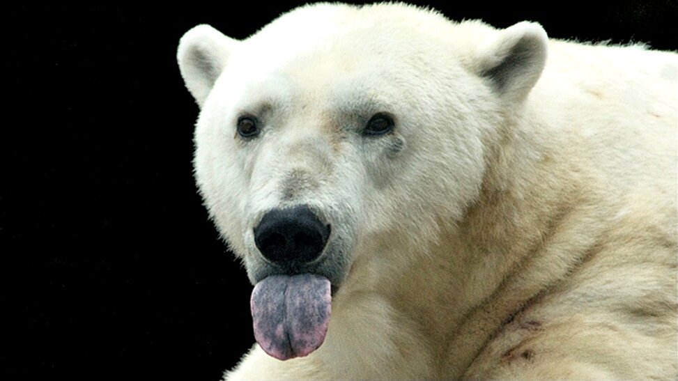 Какого цвета волосы у белого медведя
