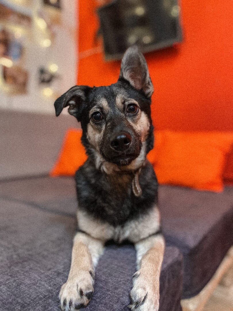 Бэка, забрали в семью в апреле 2022 года