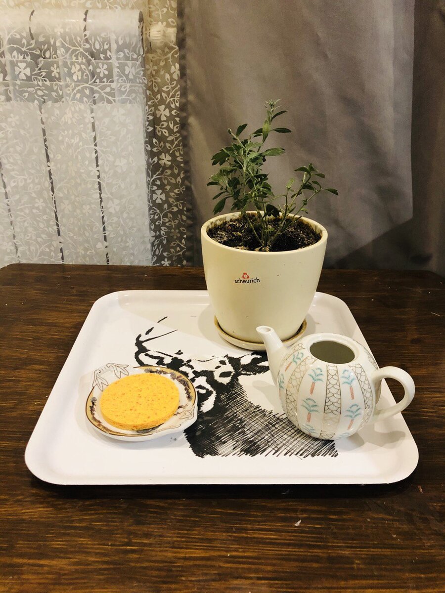 Ухаживать за окружающим миром дети учатся дома