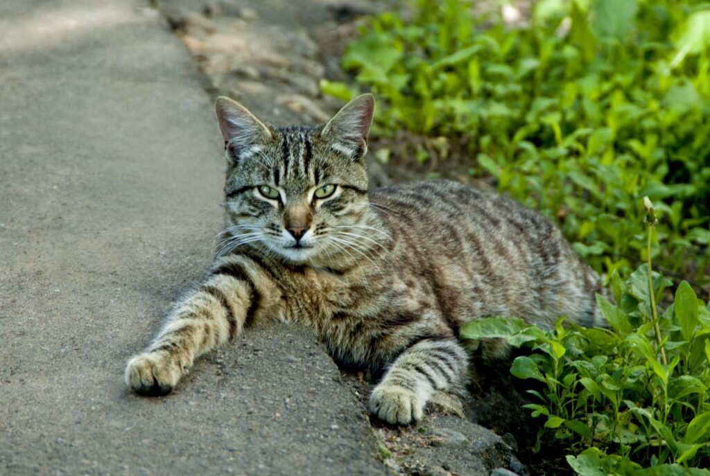  Фото кота взяла в интернете. К сожалению фото Мурзика у меня не сохранилось. Да я и не помню было ли с ним фото. Но это был вот такой наглый , вальяжный , по хамски ведущий себя котэ. Которого мы с моей мамочкой просто обожали.