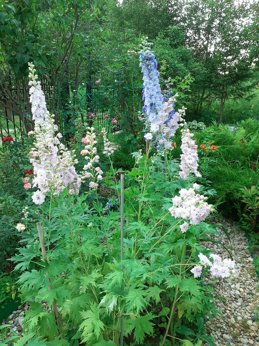 Дельфиниумы в моем саду 