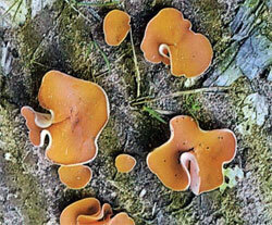 Распространение:
Алеврия оранжевая встречается довольно часто на почве по обочинам дорог, на газонах, опушках, лужайках, лесных тропинках, песчаных кучаях, древесных выворотнях, но как правило, на светлых местах. Плодоносит с середины лета и до конца сентября.