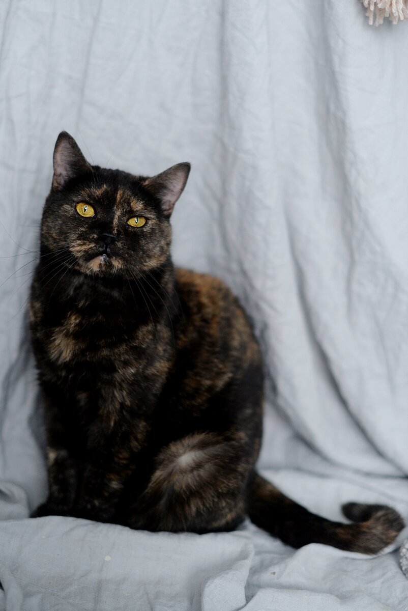 Кошка Капа. Фото из официальной группы ВК "Верный" Добавьте описание
