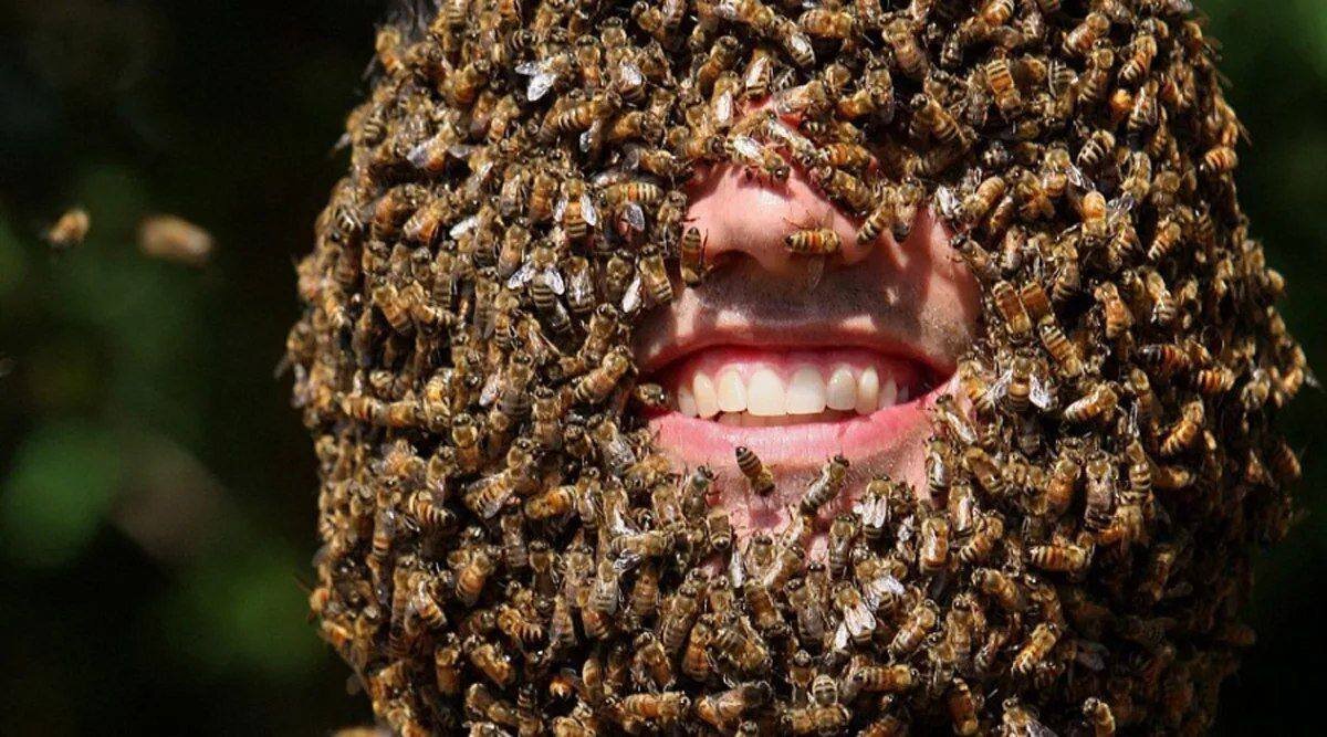 Страшная пчела