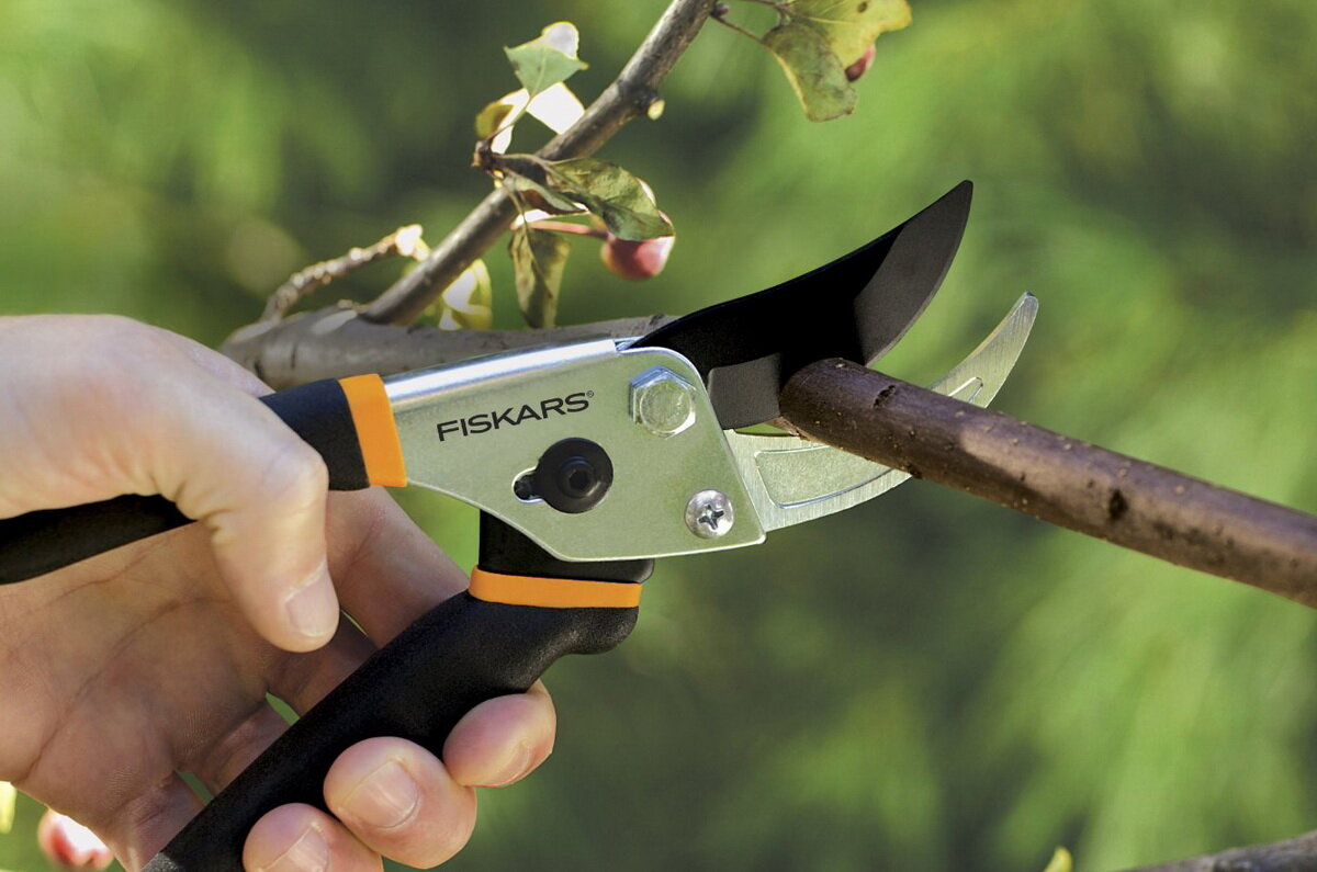 Проводите обрезку, если хотите качественный урожай