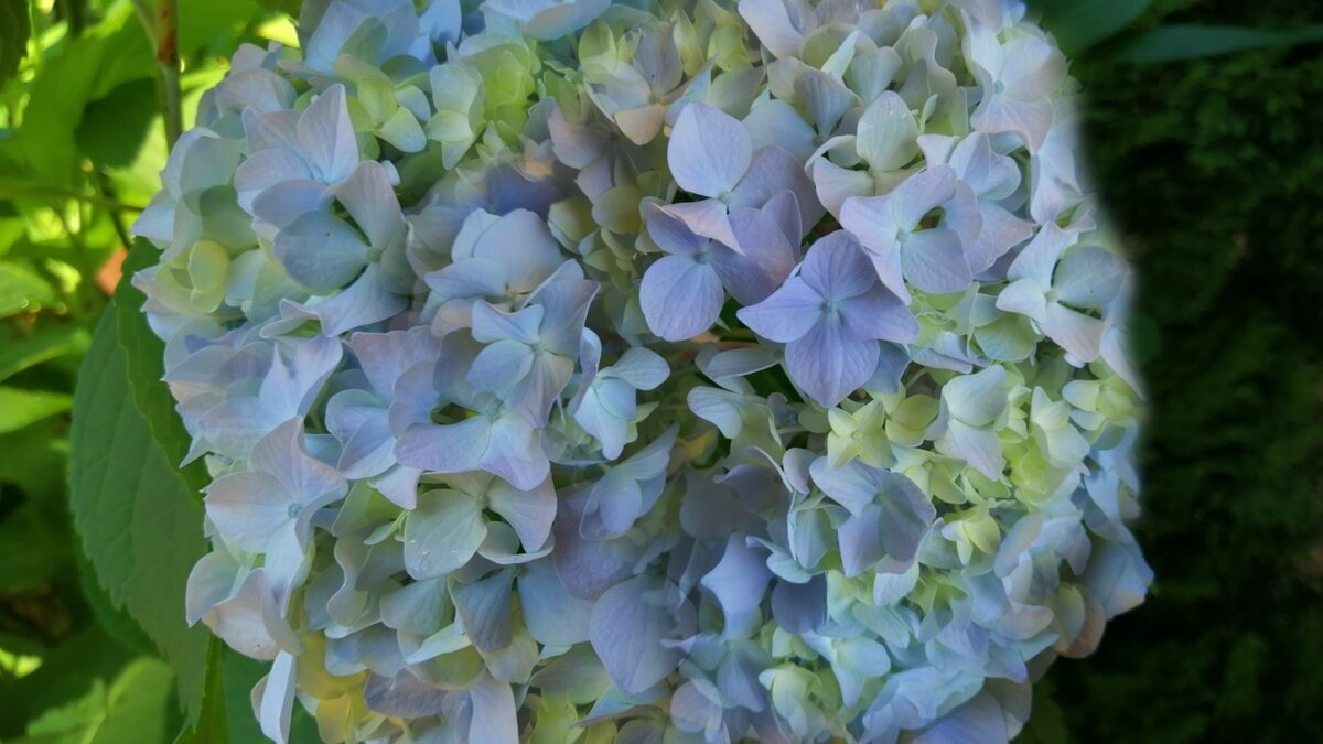 Нежно-голубая гортензия в сияющих оттенках желтого воска