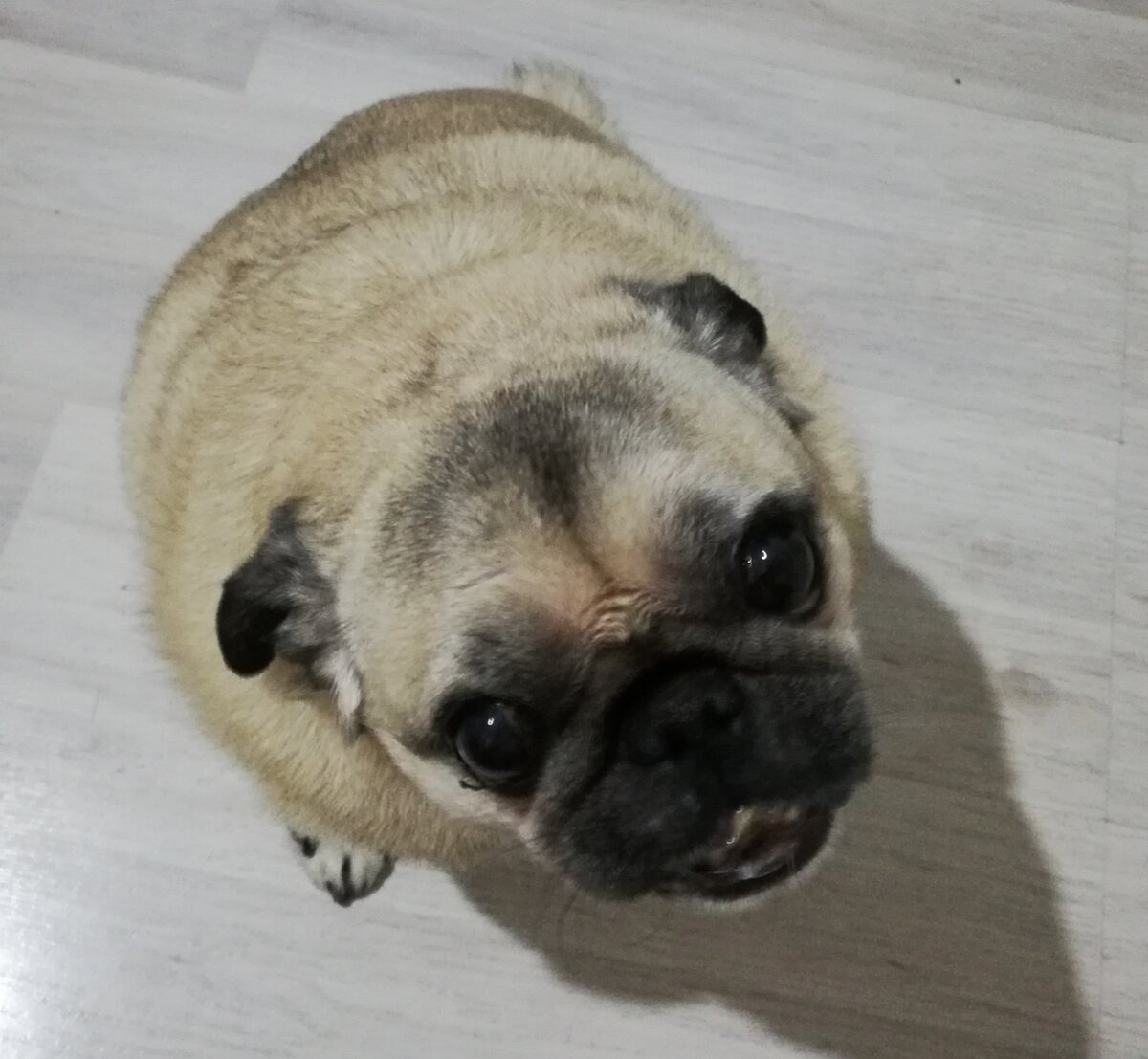 Барни. Мопс - 11 лет. Упитанный мужчина - средних лет. Любит покушать и часами лежать на своей подушечке. 