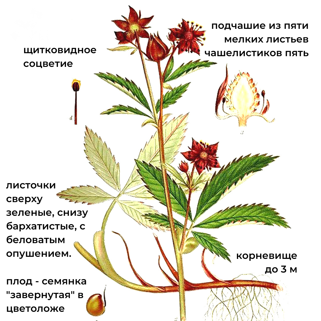 Сабельник от чего помогает. Сабельник болотный трава. Сабельник растение. Сабельник болотный (Comarum palustre). Сабельник болотный Фармакогнозия.