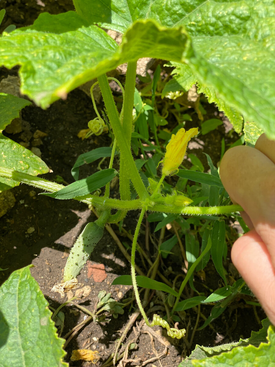 Очень важно, чтобы огурцы одновременно и цвели, и плодоносили. Это их правильный рост, поэтому за этим надо следить 