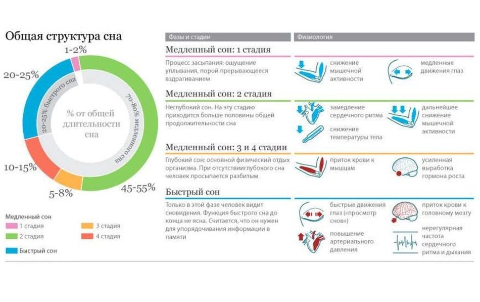 Давление быстрого сна. Структура и фазы сна. Структура сна фазы медленного и быстрого сна. Быстрая и медленная фаза сна схема. Диаграмма сна человека.