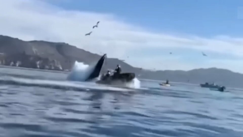 Скриншот из видео, которое разлетелось по мировой паутине 