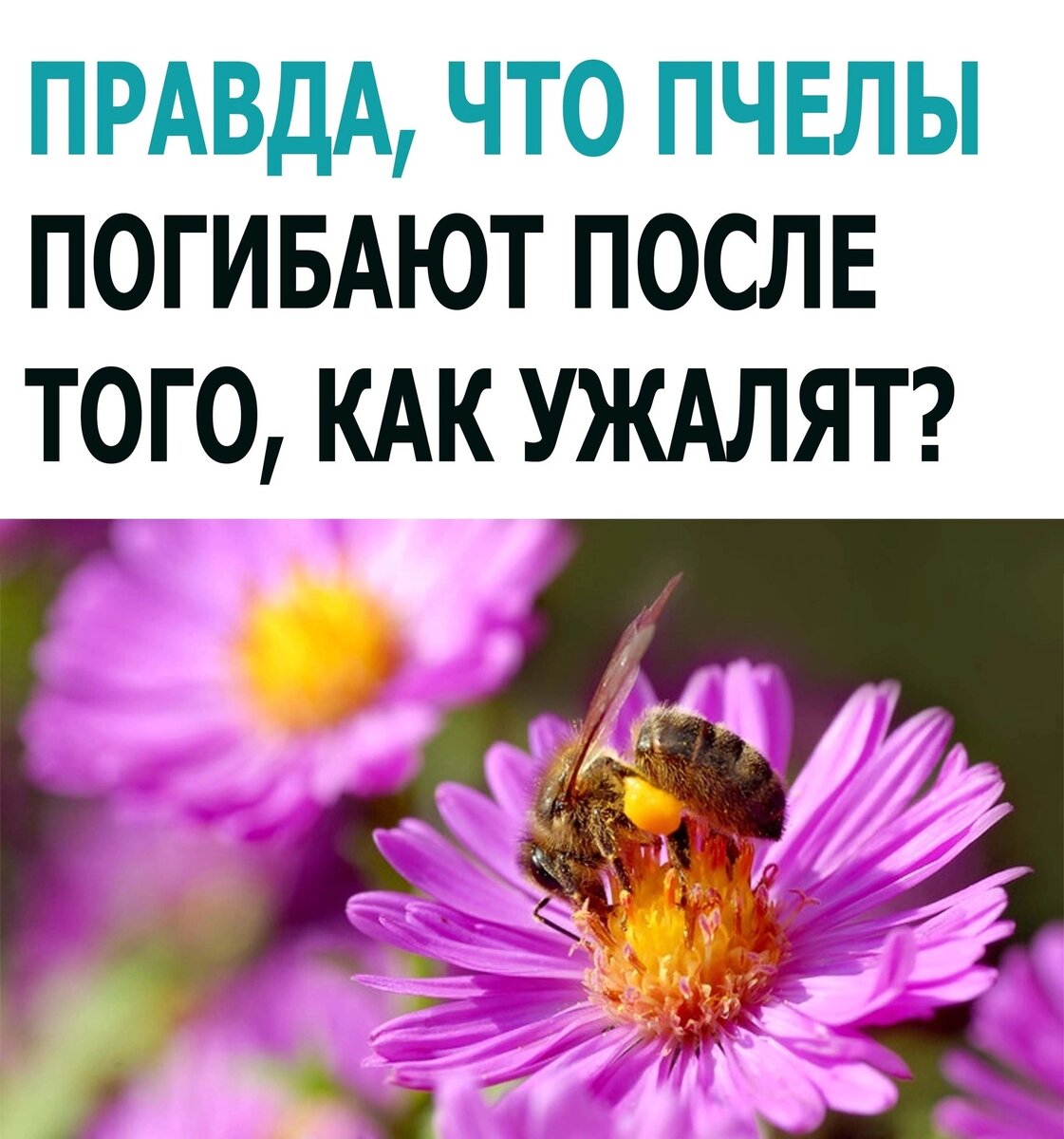 Умирают ли пчелы