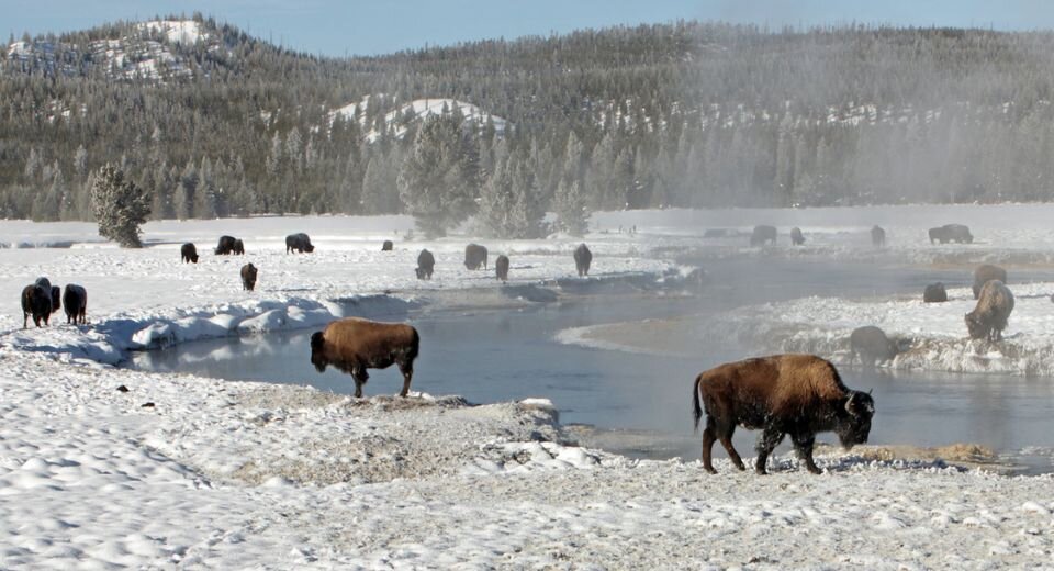 Бизоны, пасущиеся на просторах парка. Фото: Flickr, Yellowstone National Park