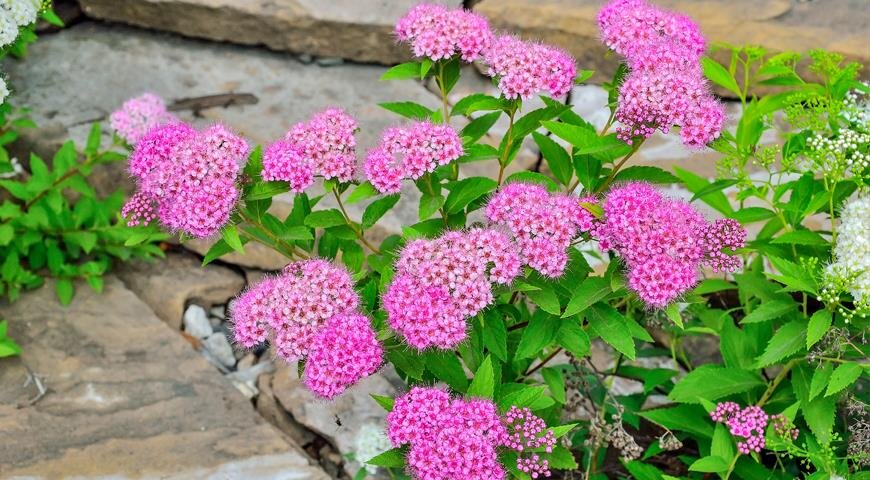 Летнецветущая спирея японская
