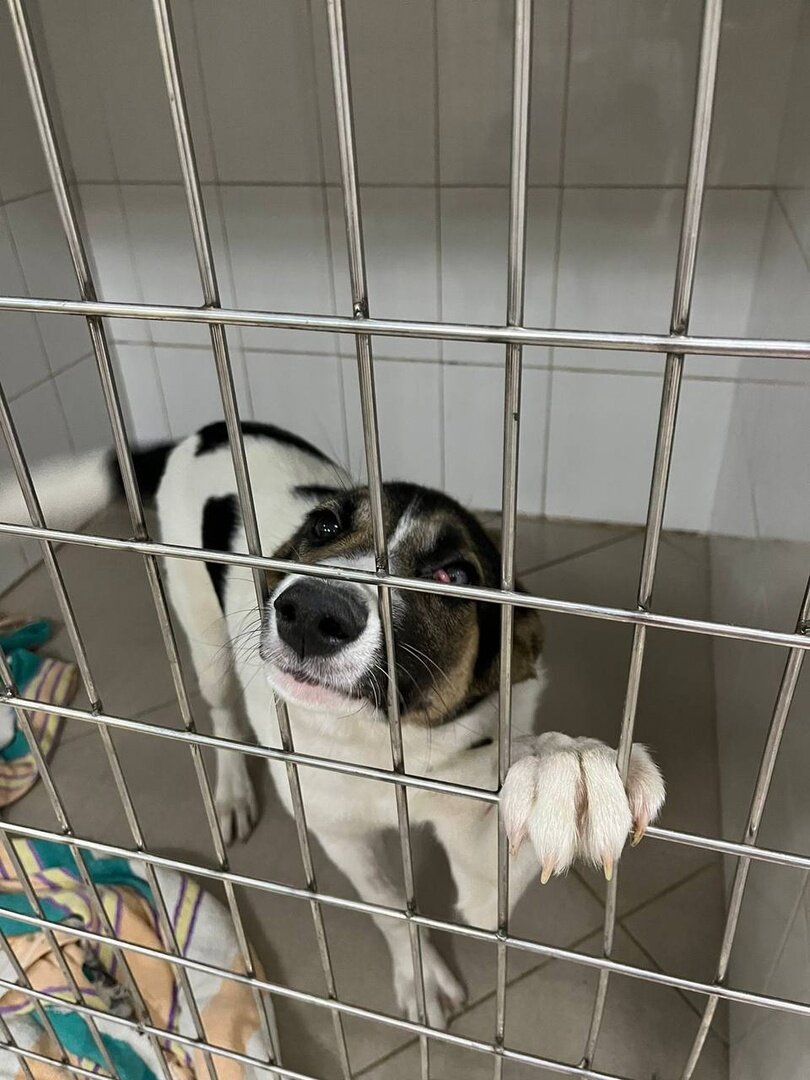 Посещение ветеринара и диагноз