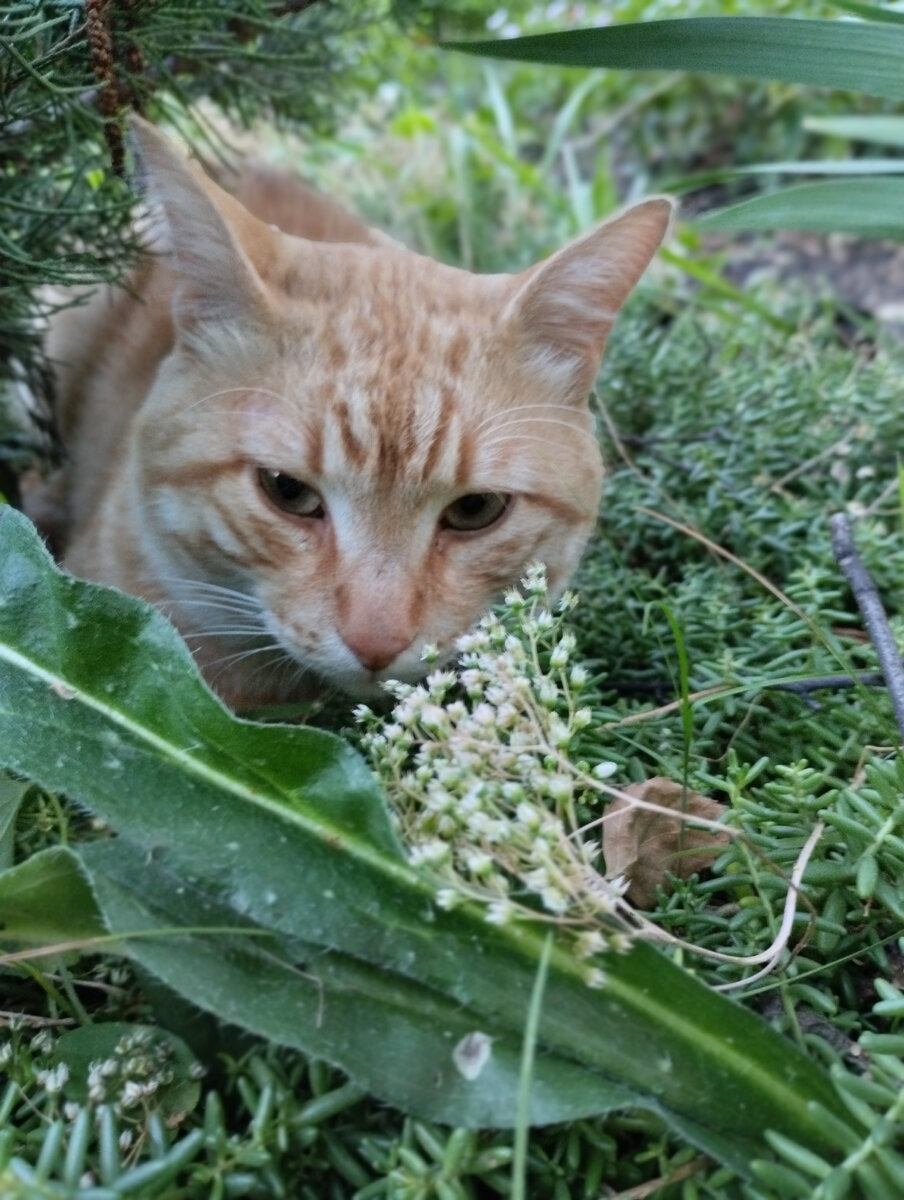 Кот Василий следит за профилактикой ОРВИ у детей во дворе детского центра творчества
