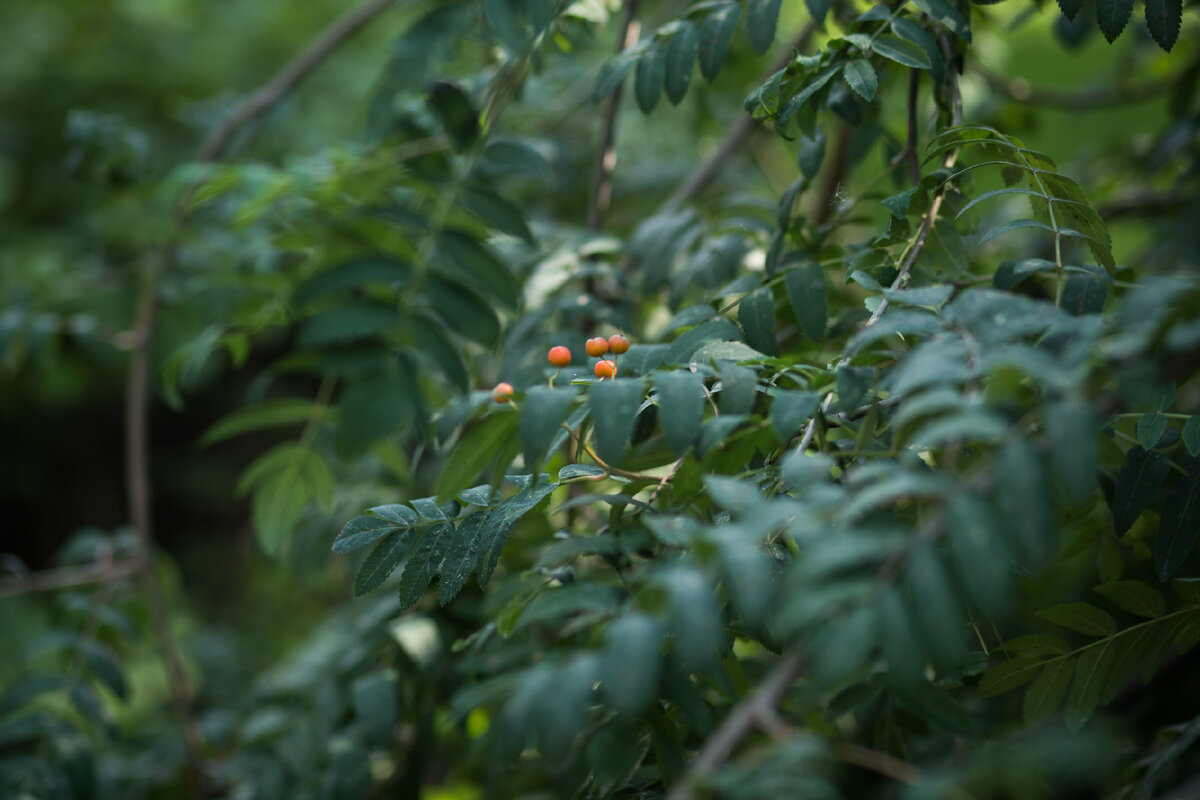 Александровский Сад, г. Санкт-Петербург. Рябина. Автор фото: Надежда Панова, http://nadia-photo.com