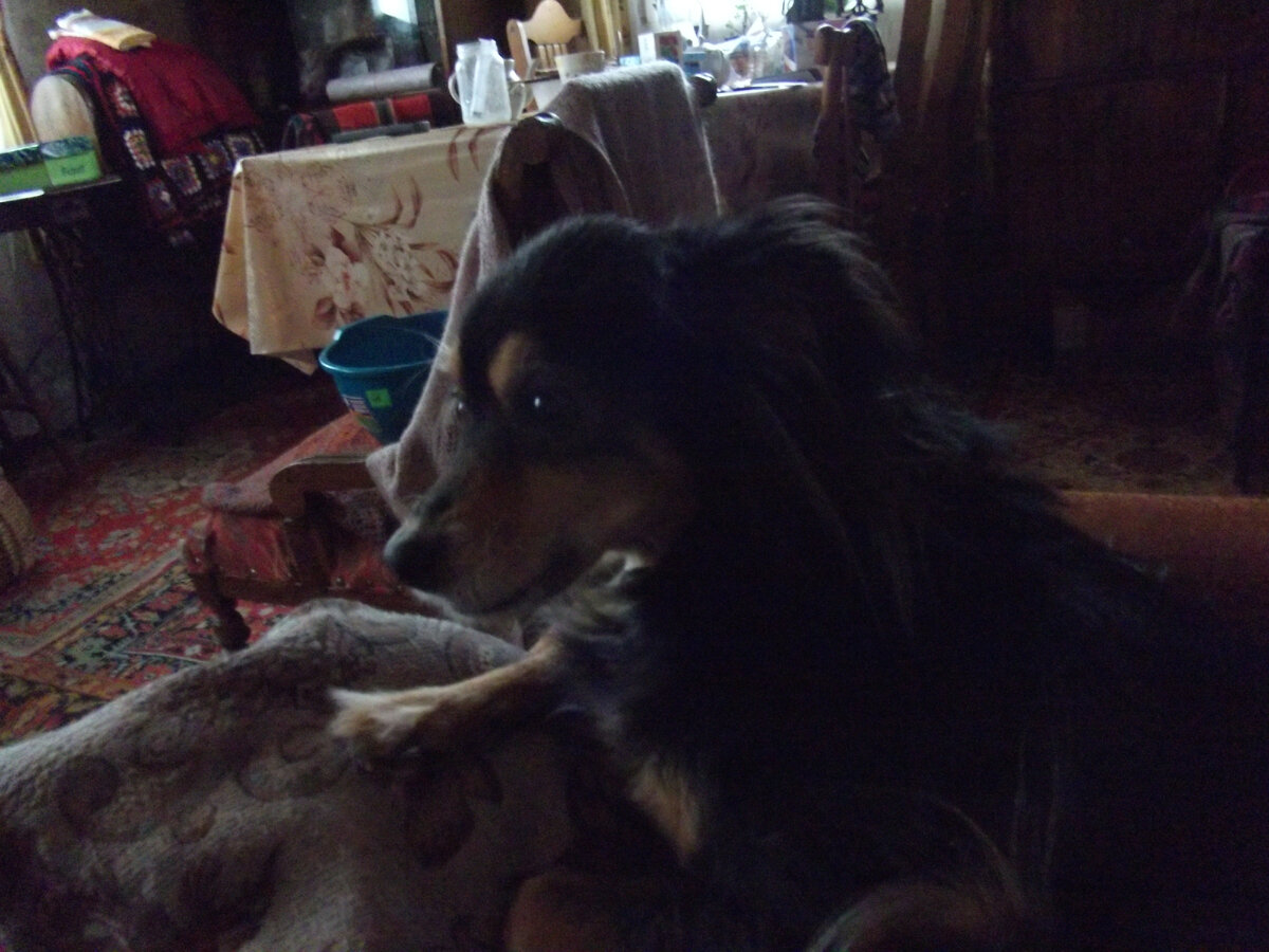 Личное фото. Тути в деревне.