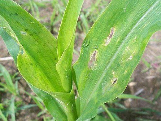 Кукурузу повреждает более 25  видов различных насекомых ,которые значительно снижают урожай и ухудшают технологические качества зерна.
Щелкуны.Распространены повсеместно.