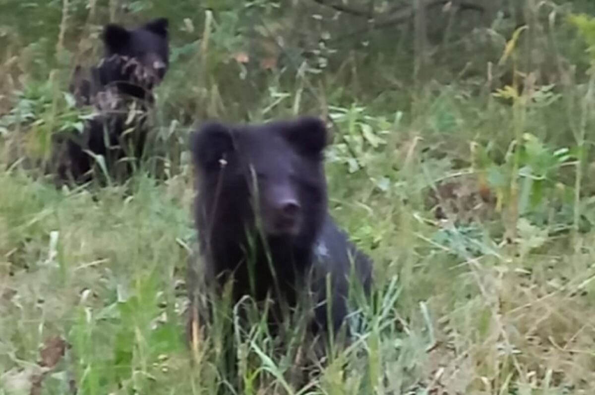    Под Новосибирском местные жители встретили двух медвежат