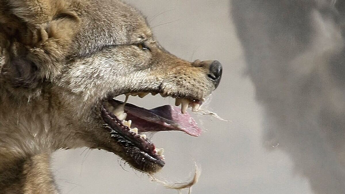    Бешенство© РИА Новости