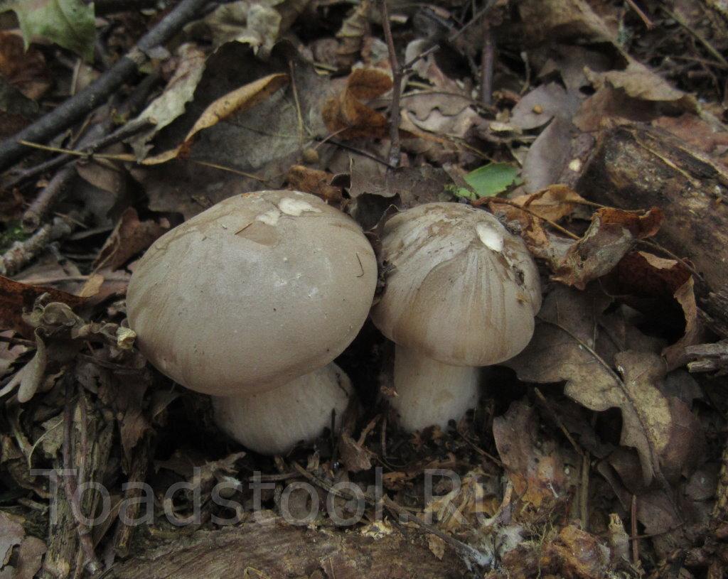 Этих крепышей ни с чем не спутать (фото И.Лебединского)