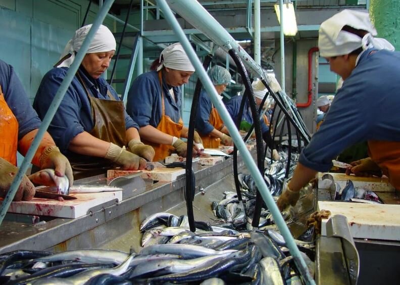 Тяжёлый труд работниц рыбоперерабатывающего предприятия в России оплачивается сдельно, заработать даже 25 000 рублей очень сложно (иллюстрация из открытых источников)